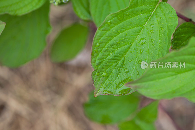 雨后的绿叶和上面的水珠