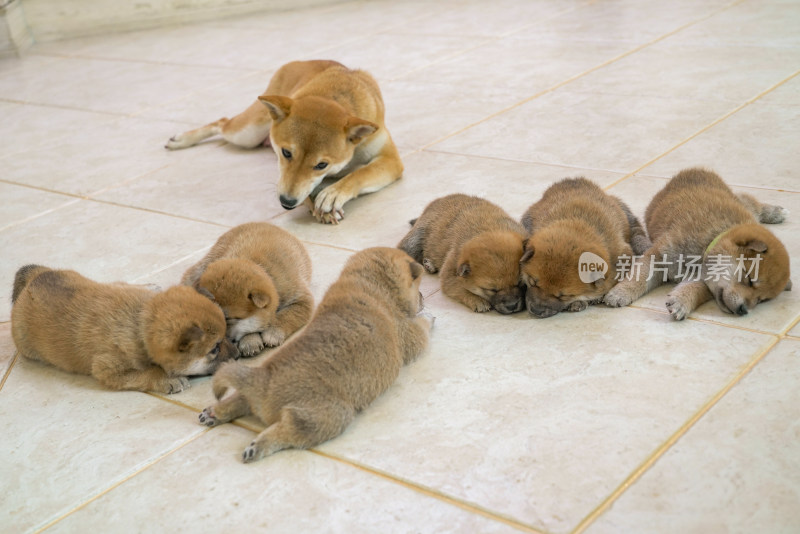 狗妈妈陪伴在孩子们身边