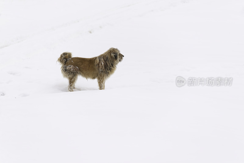 雪地里的小黄狗