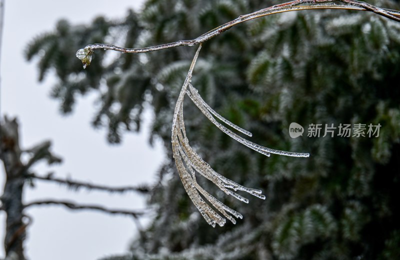 重庆酉阳：一场冰冻游客“醉”