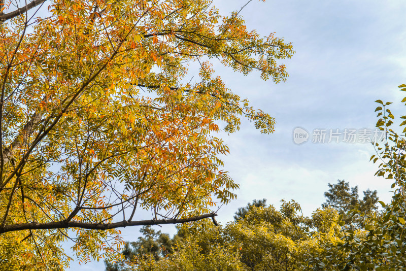 崂山太清崂山第一山石刻景观