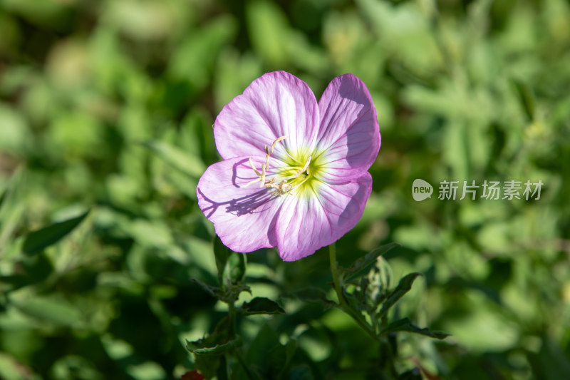 粉紫色月见草花朵特写