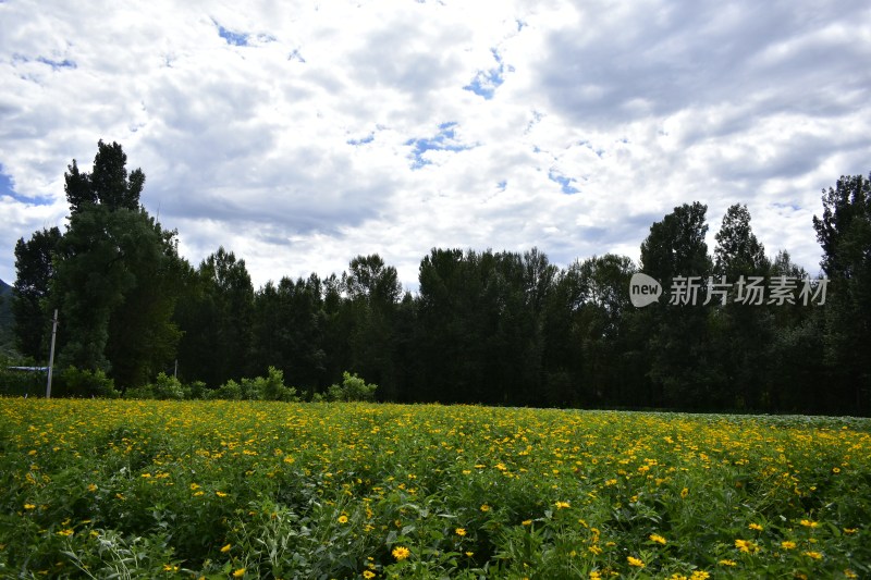 花海夏天