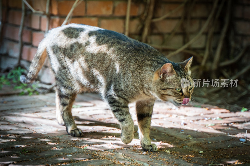 猫在街道行走散步霸气流浪猫