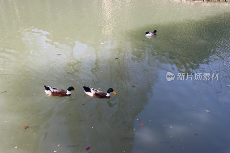 湖面上的鸭和落花/唯美/干净/背景