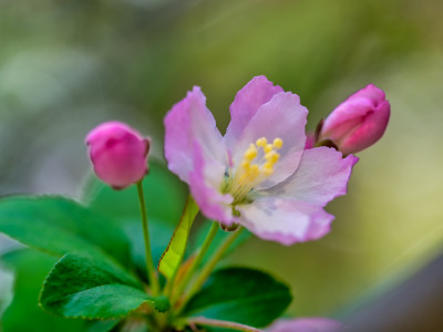 春天里的海棠花