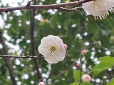 枝头盛开的白色梅花特写