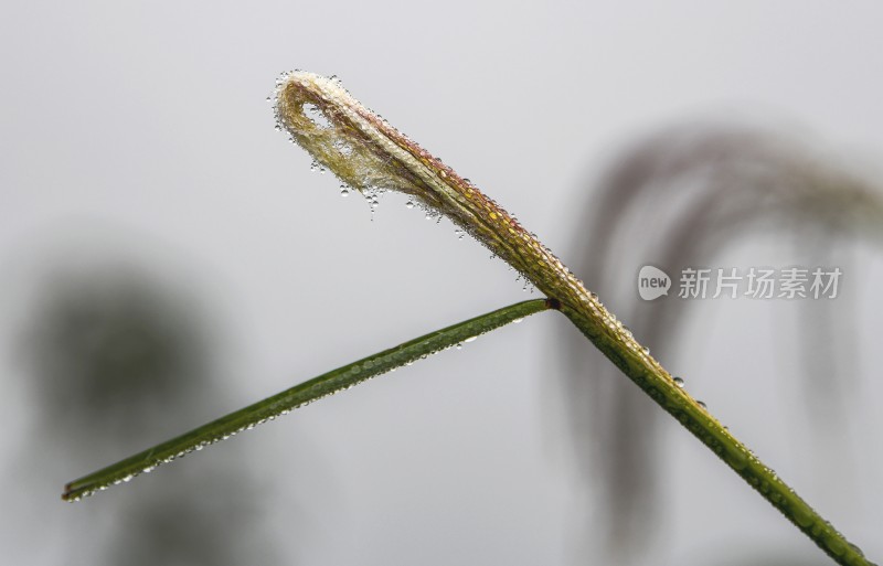 重庆酉阳：霜降后的小草“披金戴银”