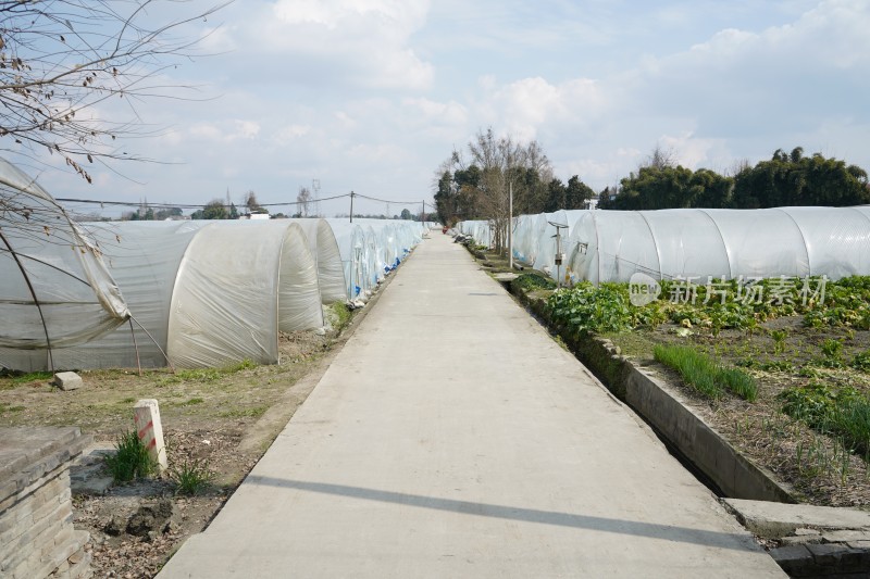 田间小道旁的农业种植塑料大棚