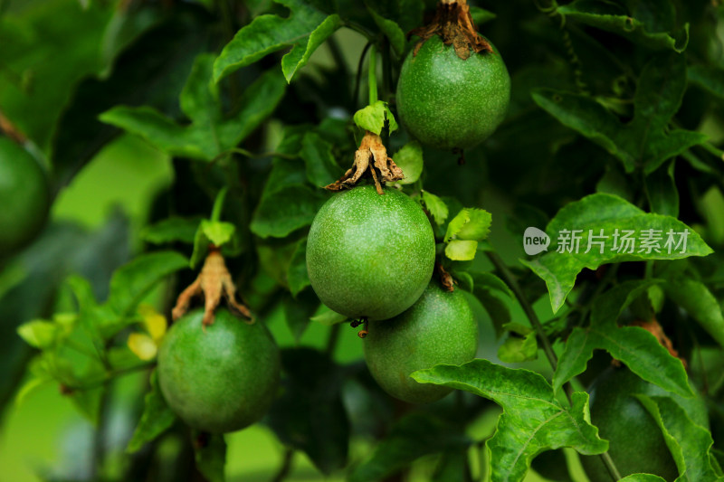 夏天即将成熟的百香果