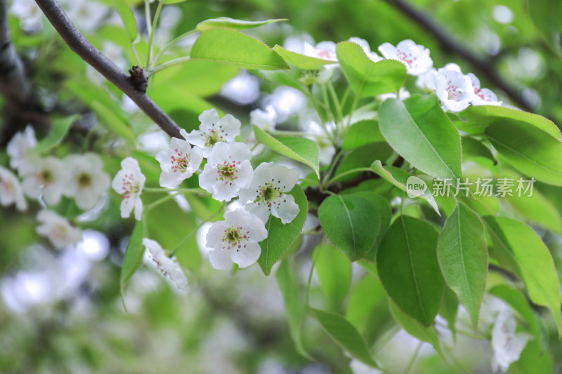 春天梨花开花