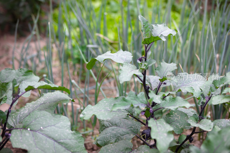 菜园里种植的大葱和茄子