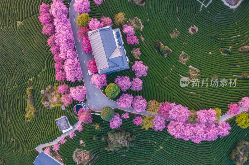 福建龙岩永福台品樱花茶园