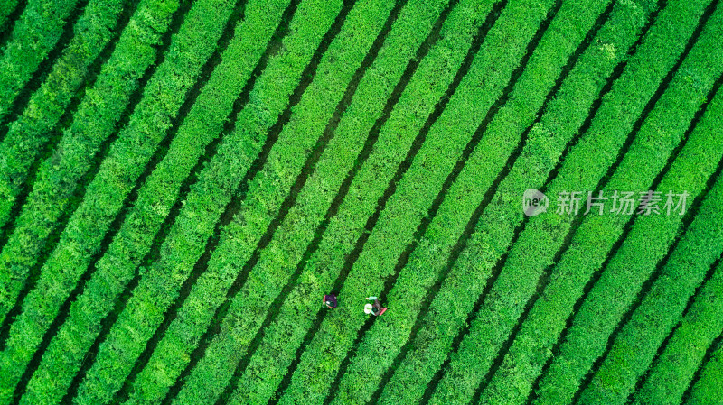 茶园茶山