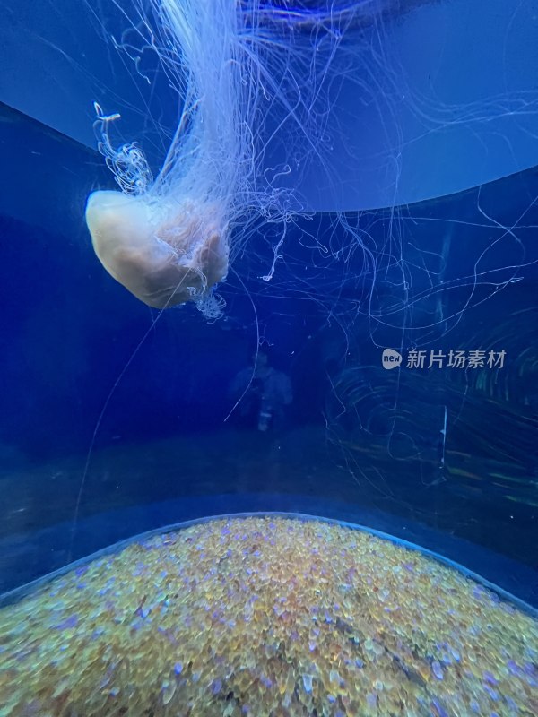 海洋生物