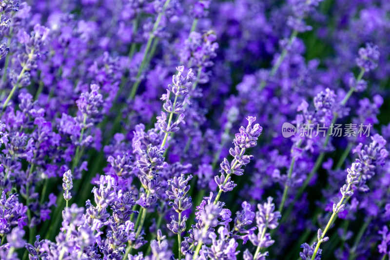 薰衣草花海