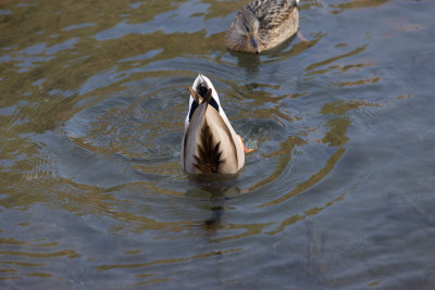 在湖里游泳的野鸭