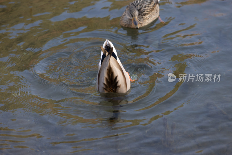 在湖里游泳的野鸭