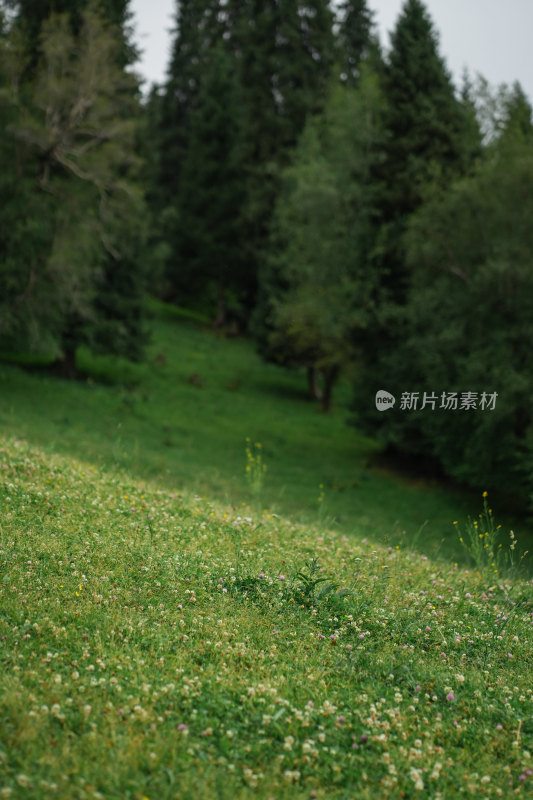 新疆森林那拉提景区内草原风景