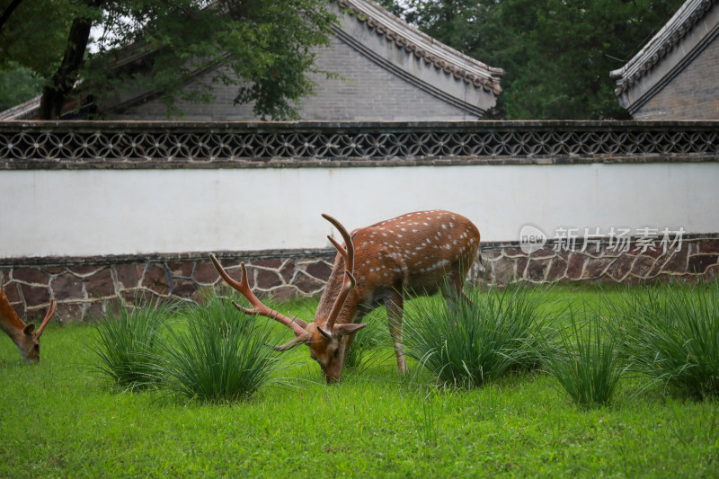 绿色草坪梅花鹿吃草游玩