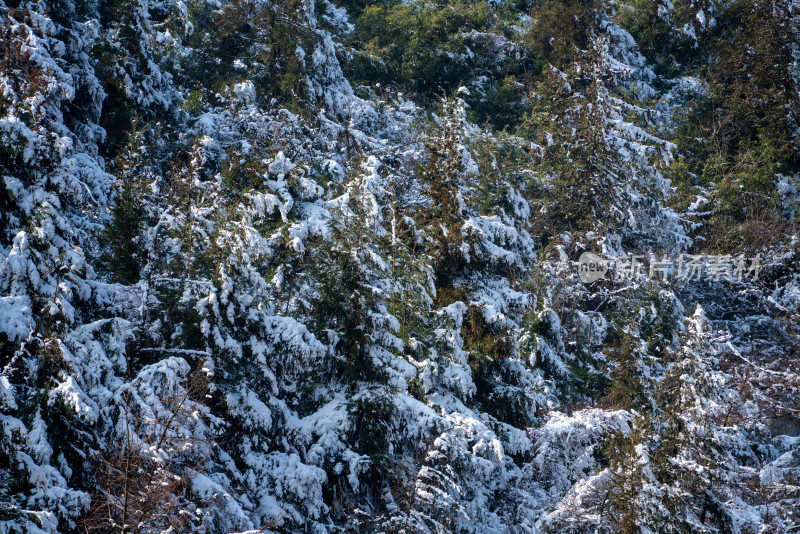 冬天落雪的树林