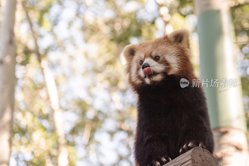 吐舌头的小熊猫