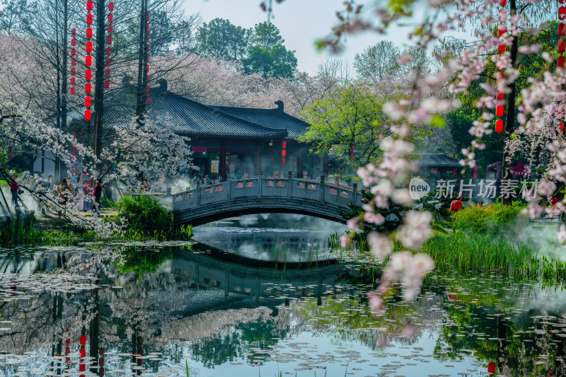 湖北武汉春季东湖樱花园园林风光