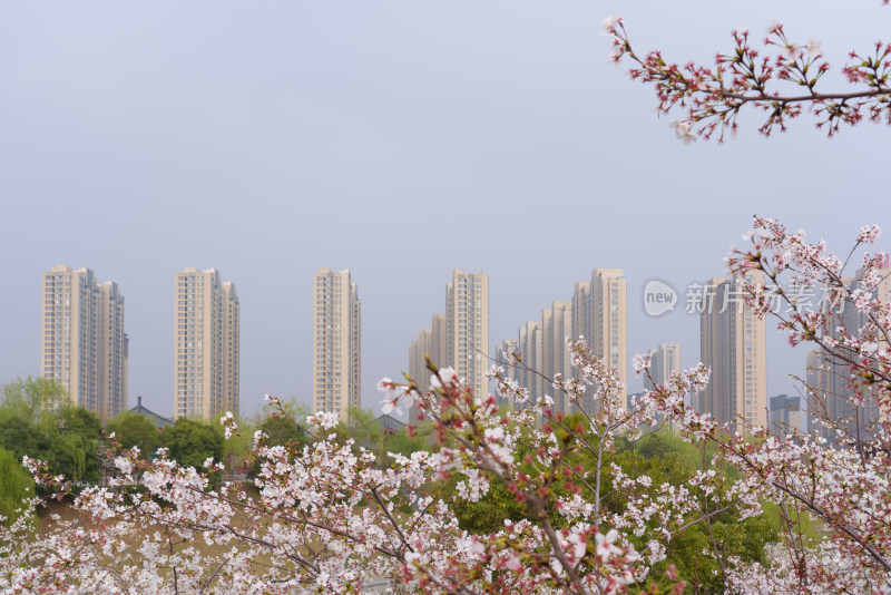 春天城市风景樱花开放