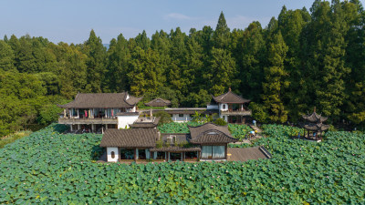 杭州西湖曲院风荷 湛碧楼 荷花