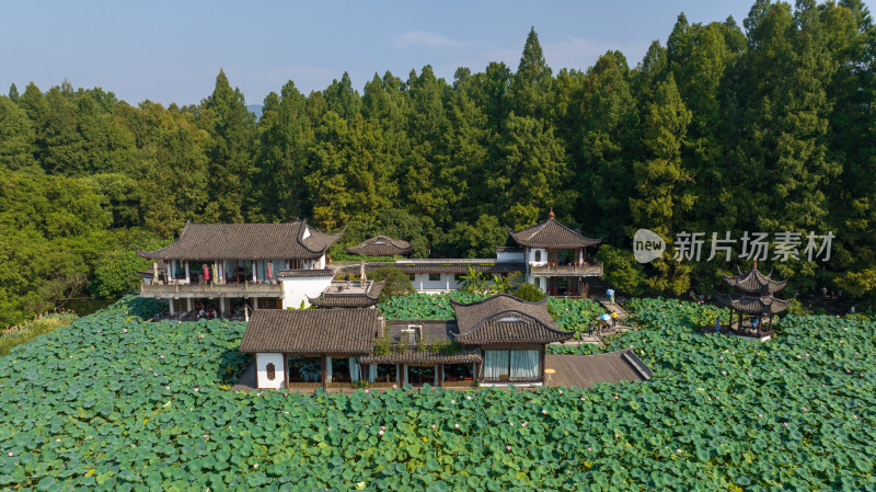 杭州西湖曲院风荷 湛碧楼 荷花