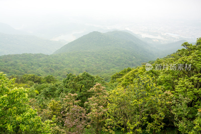 东莞清溪森林公园