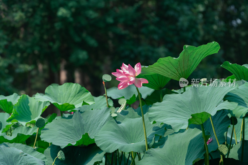 夏季北京奥森公园荷花荷叶