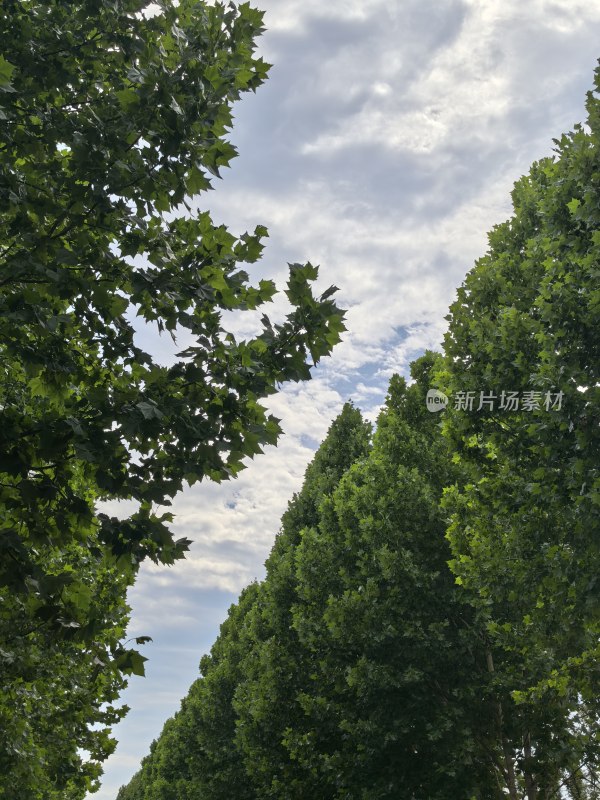 林荫道上绿树成荫天空多云的景象