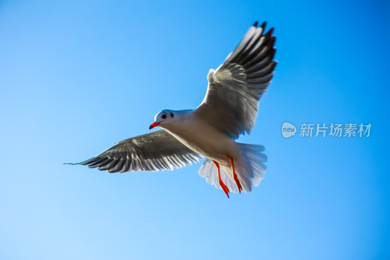 展翅飞翔的海鸥