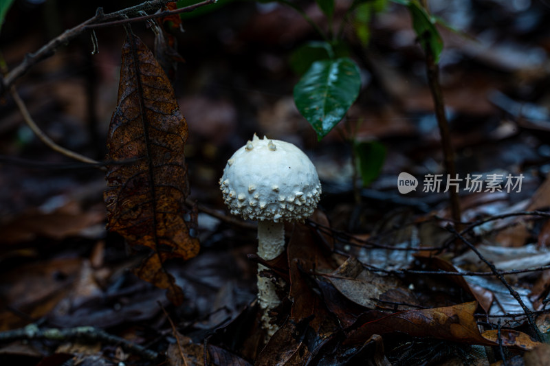 雨后野外生长的蘑菇