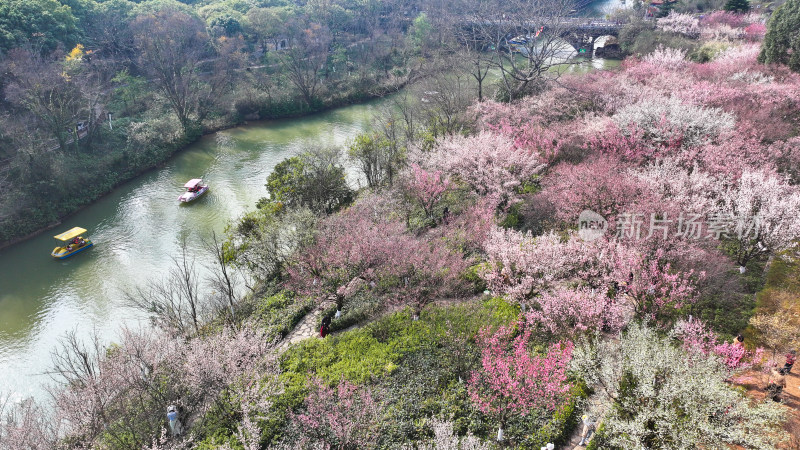 盛开的梅花  大美自然风景