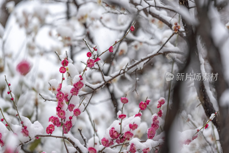 春天公园里雪中盛开的梅花