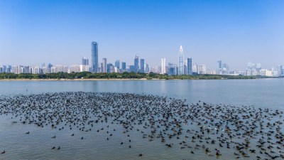 深圳湾公园鸬鹚鸟群