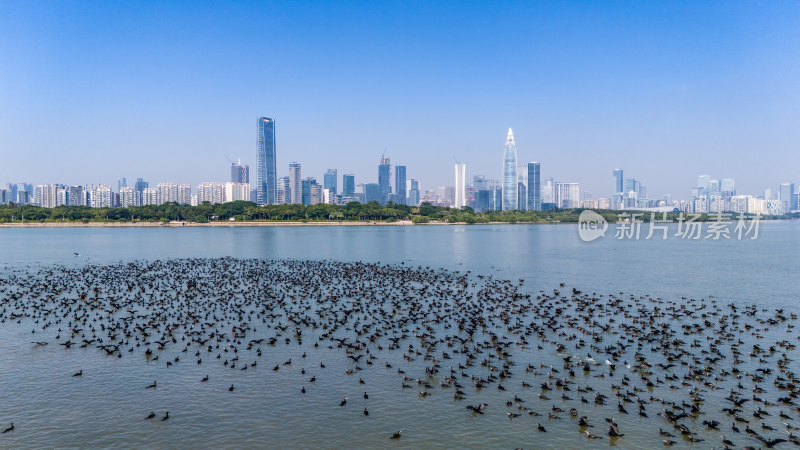 深圳湾公园鸬鹚鸟群