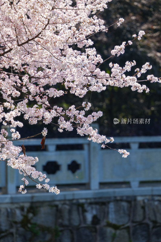 公园水池边的樱花特写