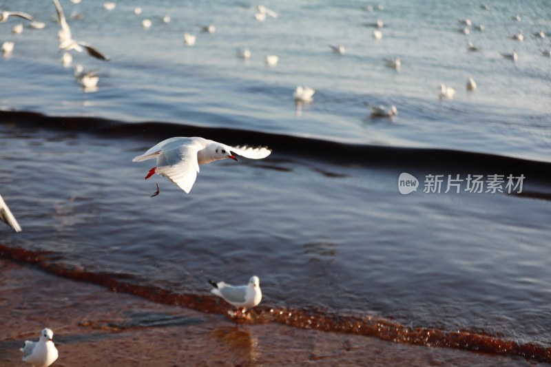 青岛 海边 海鸥 鸟