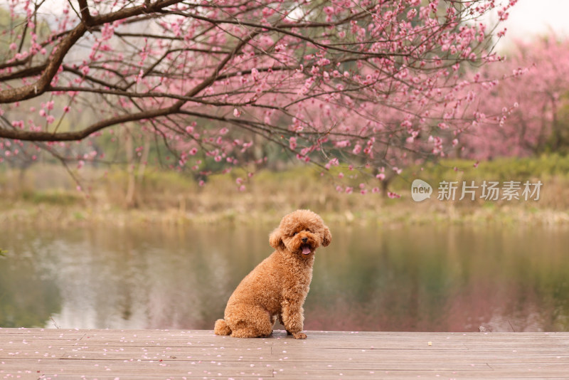 一只坐在梅花树下的泰迪犬