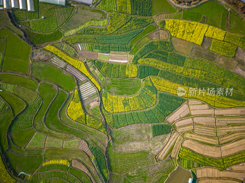 美丽乡村田园农业种植油菜花航拍图