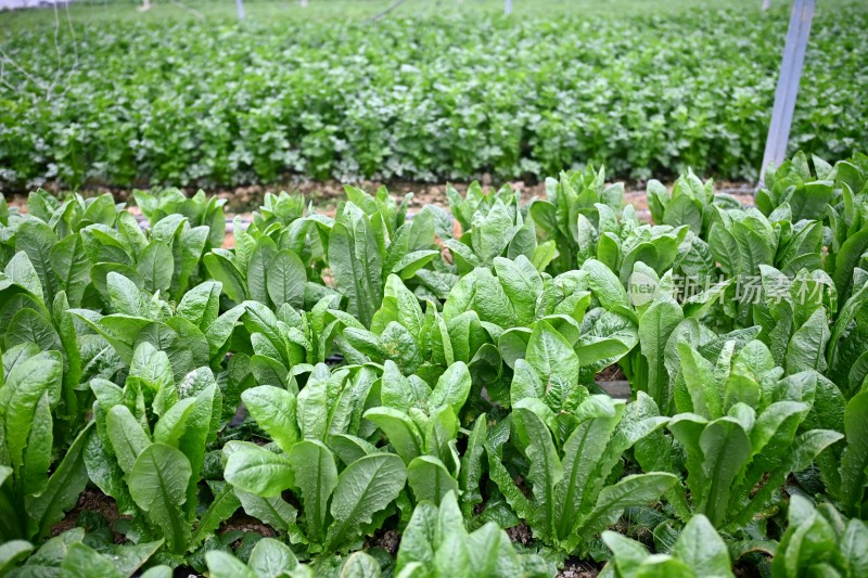 蔬菜基地成片的莴苣和包菜喜获丰收