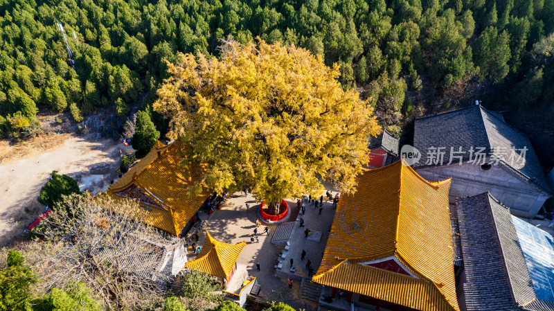 山东济南淌豆寺秋天黄色千年银杏树叶美景