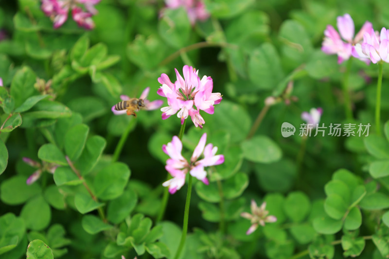 紫云英成片的花海