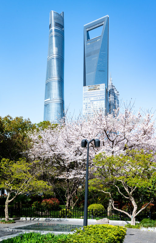 上海樱花季春天景观