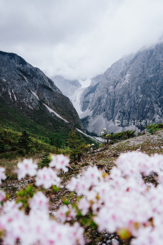 丽江玉龙雪山野生杜鹃花