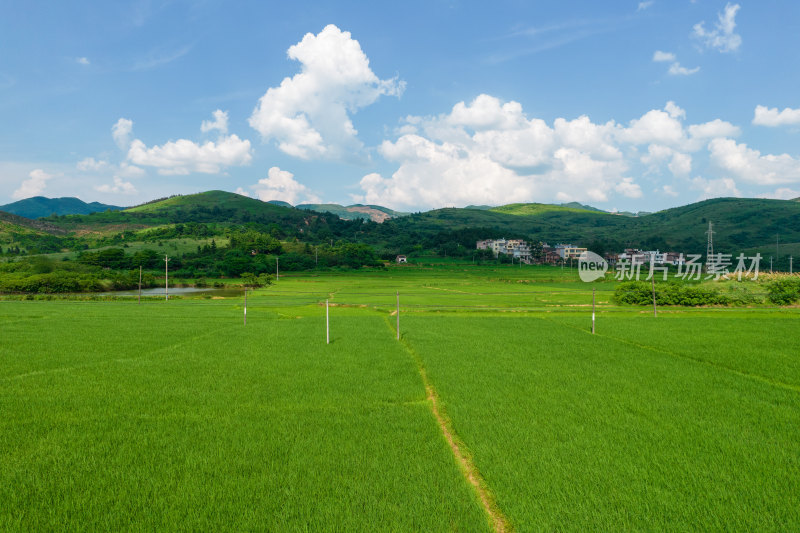 绿油油的农田航拍