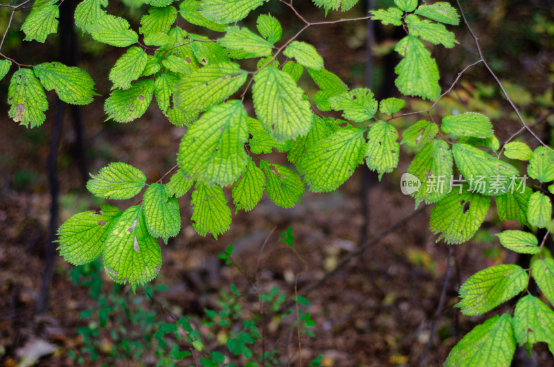 河南省洛阳白云山九龙潭初秋树叶风景